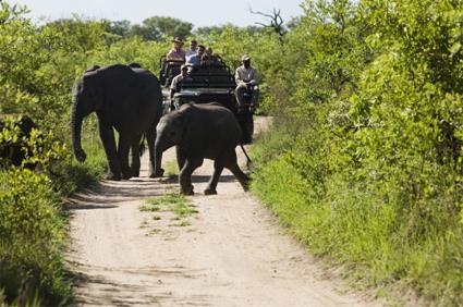 Circuit Du Parc Kruger  l'Ile Maurice / Afrique du Sud