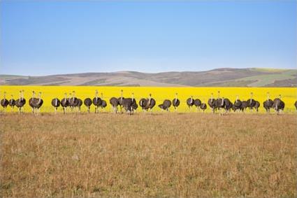 Circuit Facettes d' Afrique du Sud / Afrique du Sud