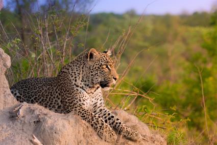 Circuit Incontournable Paysages Sud-Africains / Afrique du Sud