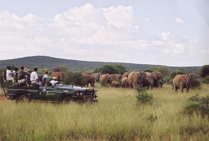 Makanyane Safari Lodge 5 ***** / La Rserve de Madikwe / Afrique du Sud