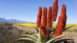 La Route des Jardins et le Petit Karoo / Afrique du Sud