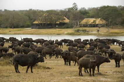 Lodge Chitwa Chitwa 5 ***** / Les Rserves Prives du Sabi Sand / Afrique du Sud