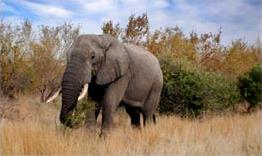 Les Rserves Prives du Sabi Sand / Afrique du Sud