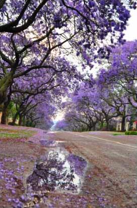 Hotel Highgrove 4 **** / Le Transvaal de l'est / Afrique du Sud