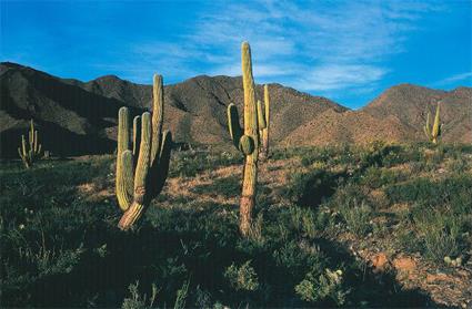 Argentine Circuit Autotour - Cactus & Canyons Multicolores