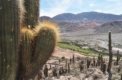 Argentine Circuit Autotour - Cactus & Canyons Multicolores