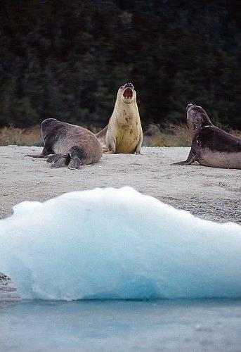 Croisire Argentine - Croisire Antarctique