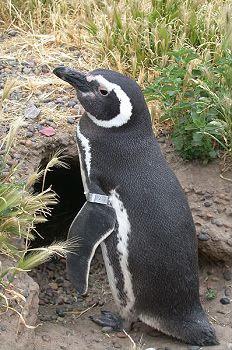 Croisire Argentine - Croisire Antarctique