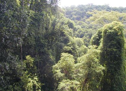 Excursion au Dpart de Rio de Janeiro - Jeep safari dans la fort de Tijuca / Brsil