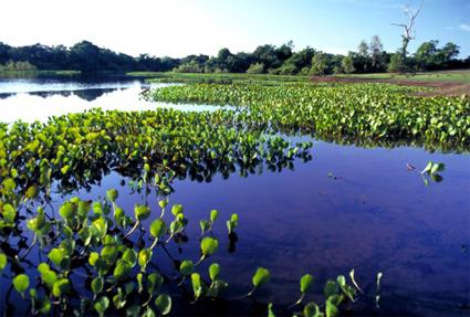 Circuit Extension Pantanal - Hotel Pousada Araras Eco Lodge 4 **** / Brsil 