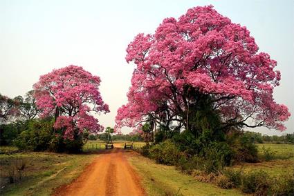 Mini Circuit Hotel Lodge Rio Mutum 3 *** / Pantanal / Brsil 