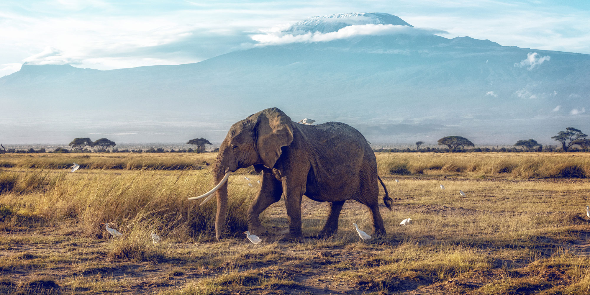 Voyage en Afrique