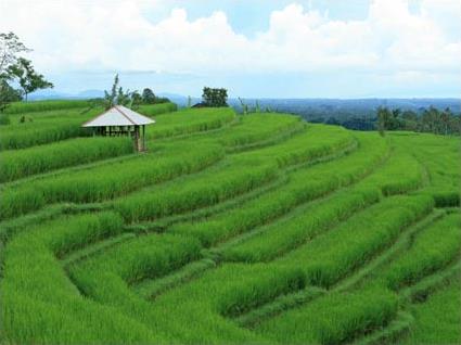 Circuit  Bali / Bali, le au bout du monde