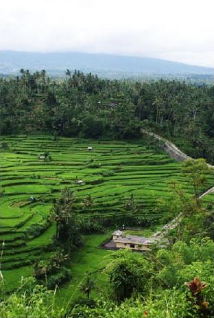 Circuit  Bali / Bali, le au bout du monde