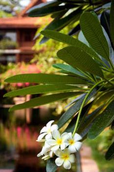 Circuit Laos - Cambodge / Dragon ternel