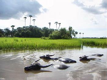 Circuit Laos - Cambodge / Dragon ternel