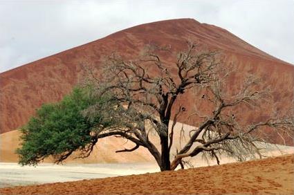 Circuit en Namibie / Entre Dsert et Safari