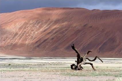 Circuit en Namibie / Entre Dsert et Safari