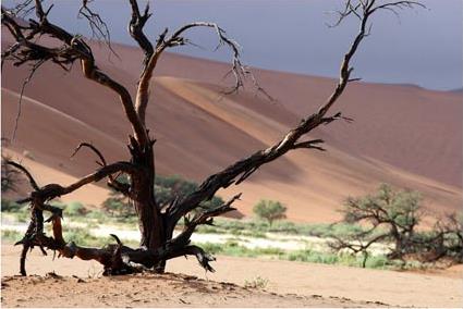 Circuit en Namibie / Entre Dsert et Safari