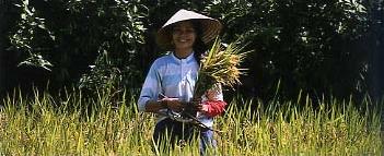 Circuit au Vietnam / Du Mkong au Tonkin / Rizire sur les bords du Mkong