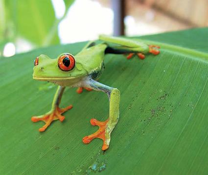 Circuit au Costa Rica / Rendez-vous avec la nature