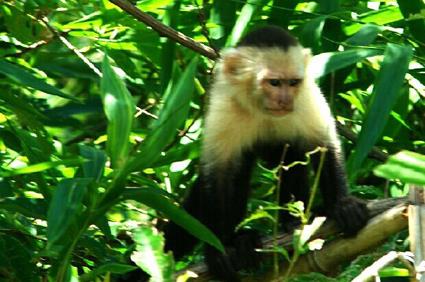 Circuit Jungle & Volcans / Costa Rica