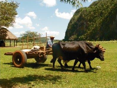 Circuit Accompagn / Buena Vista de Cuba / Cuba 