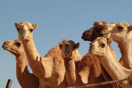 Les Excursions  Abu Dhabi / Dner dans le dsert / Emirats Arabes Unis