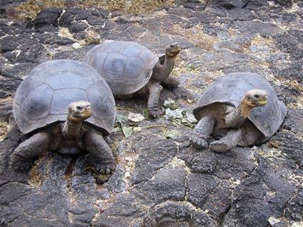 Circuit Equateur / Extension aux les Galapagos