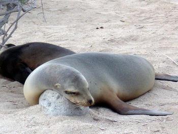 Extension Equateur - Galapagos