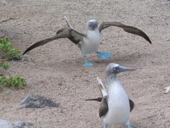 Extension Equateur - Galapagos