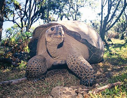 Croisire Equateur - Les Galapagos 5 jours / 4 nuits