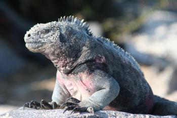 Croisire Equateur - Les Galapagos 5 jours / 4 nuits