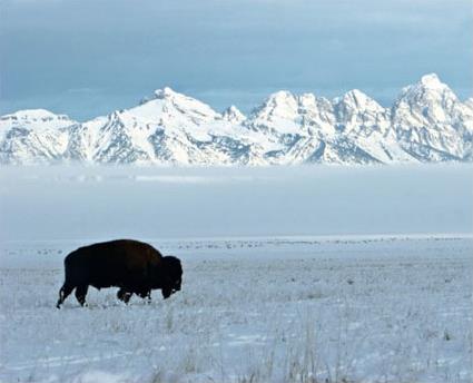 Circuit L'hiver au Far West / Wyoming / Etats Unis