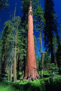 Excursion Muir Woods et Sausalito / San Francisco / Californie