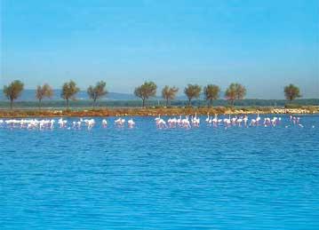 Rsidence de Camargue 3 *** / Port-Camargue / Languedoc - Roussillon