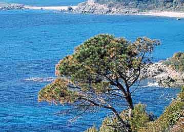 Rsidence Le Domaine des Vignes 2 ** / La Croix-Valmer / Provence Alpes Cte d' Azur