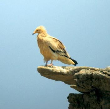 Court Sjour - Week-end / Observation des rapaces / Agos Vidalos (Hautes Pyrnes)