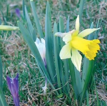 Court Sjour - Week-end / Randonne entre crocus, jonquilles et narcisses / Lajoux (Jura)