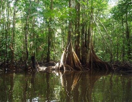 Guyane Circuit Aventure sur le Maroni en pirogue 