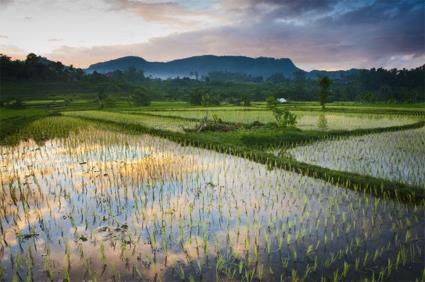 Les Circuits  Bali / L' essence de Bali / Indonsie