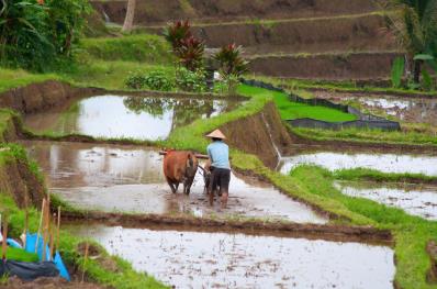 Les Circuits  Bali / Umabian exprience / Indonsie