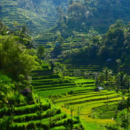 Les Excursions  Bali  / Balade balinaise / Indonsie