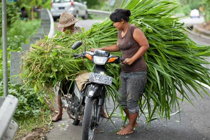 Les Excursions  Bali  / Bali en VTT / Indonsie