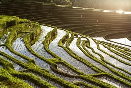 Les Excursions � Bali / Et si on coupait � travers champs / Indon�sie