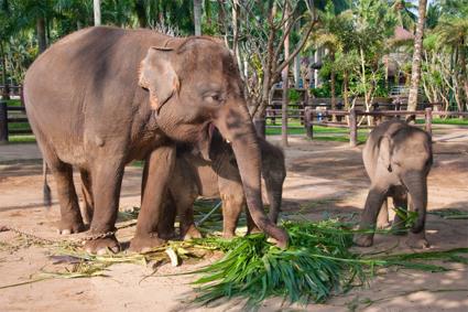 Les Excursions  Bali / Singes et lphants / Indonsie