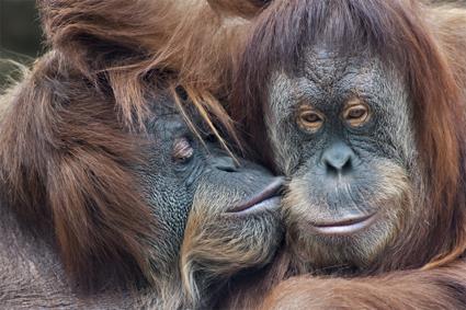 Les Circuits  Sumatra & Clbes / Les Orangs-outans de Bohorok / Indonsie