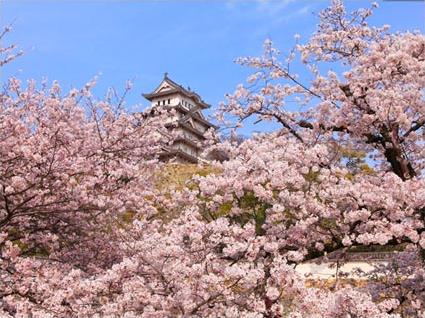 Les Circuits au Japon / Le Japon en libert / Japon