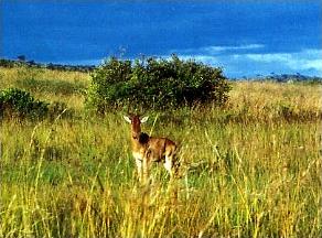 Safari Le Meilleur du Kenya / Kenya