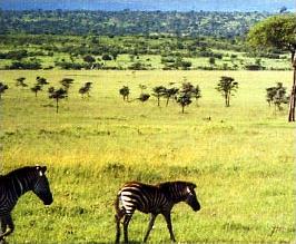 Safari Le Meilleur du Kenya / Kenya